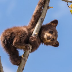 Black Bear Cub