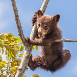 Black Bear Cub