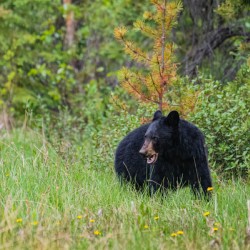 Black Bear