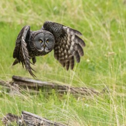 Great Gray Owl