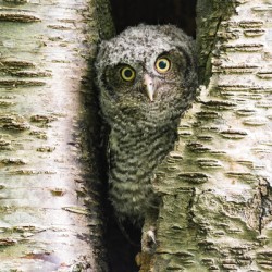 Western Screech Owlet