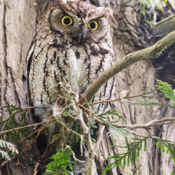 Western Screech Owl