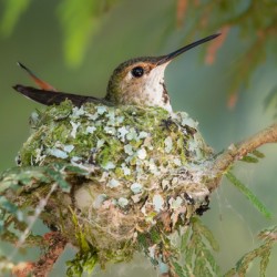 Female Rufous Hummingbird