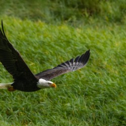 Bald Eagle