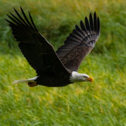 Bald Eagle