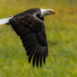 Bald Eagle