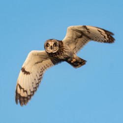 Short-eared Owl