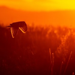 Short-eared Owl