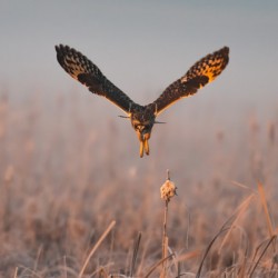 Short-eared Owl