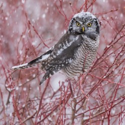 Northern Hawk Owl