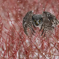 Northern Hawk Owl
