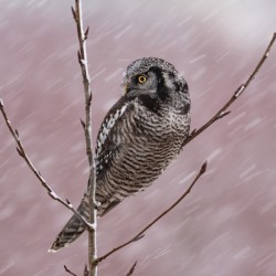 Northern Hawk Owl