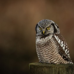 Northern Hawk Owl