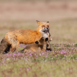 Red Fox with Kits