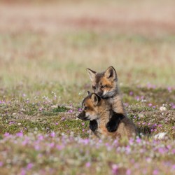 Red Fox Kits