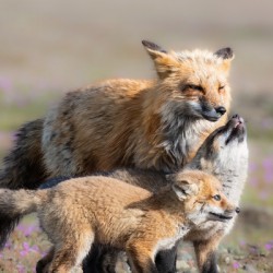 Red Fox with Kits