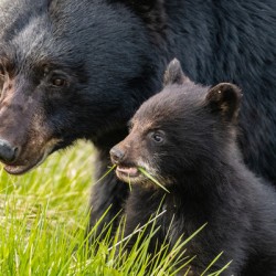 Black Bear Sow with Cub