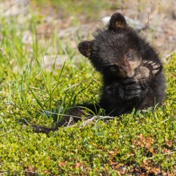 Black Bear Cub