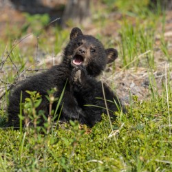 Black Bear Cubs