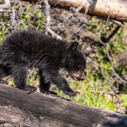 Black Bear Cub