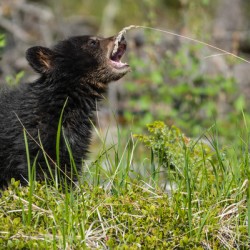 Black Bear Cub