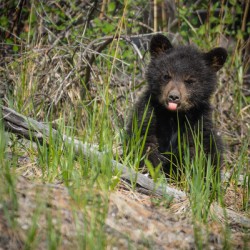 Black Bear Cub