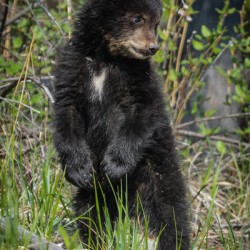 Black Bear Cub