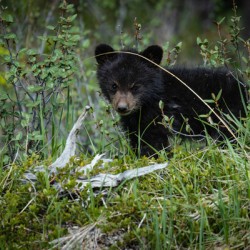 Black Bear Cub