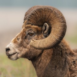 Bighorn Ram