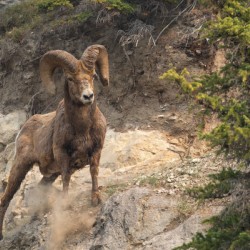 Bighorn Ram