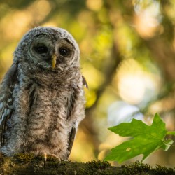 Barred Owl