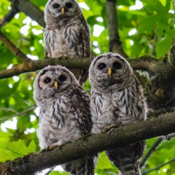 Barred Owlets