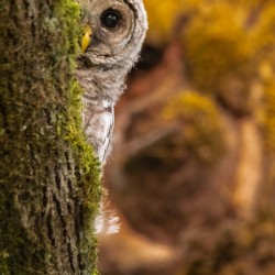 Barred Owlet