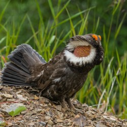 Male Sooty Grouse