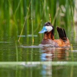 Male Ruddy Duck