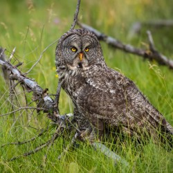 Great Gray Owl