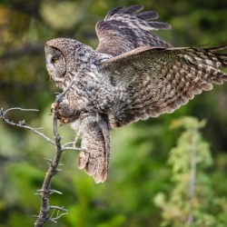 Great Gray Owl