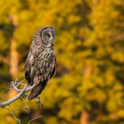 Great Gray Owl