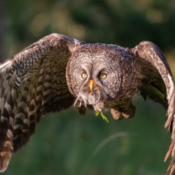 Great Gray Owl