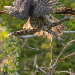 Great Gray Owlet