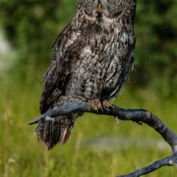 Great Gray Owl