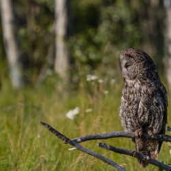 Great Gray Owl