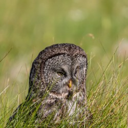 Great Gray Owl