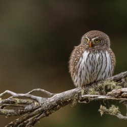 Northern Pygmy Owl