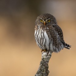 Northern Pygmy Owl