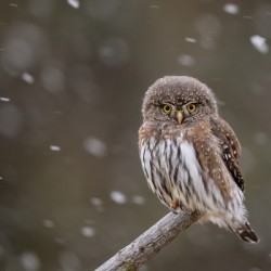 Northern Pygmy Owl