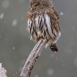 Northern Pygmy Owl