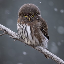 Northern Pygmy Owl