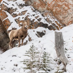 Bighorn Ram
