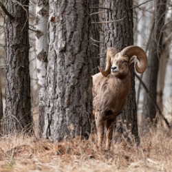 Bighorn Ram